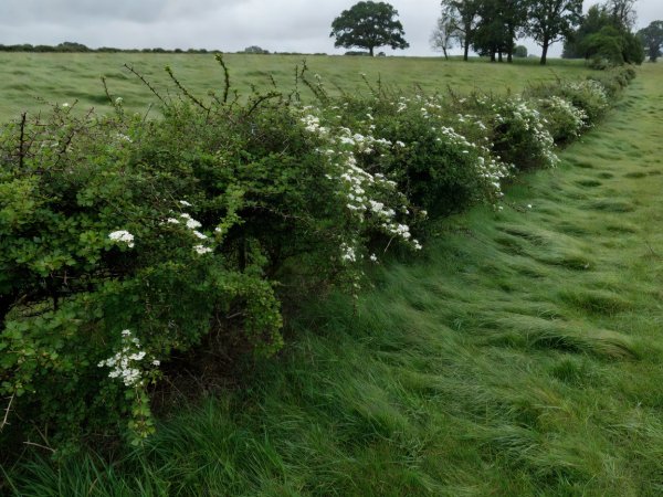 Natural hawthorn hedge line acting as wind shelter along a pastoral meadow