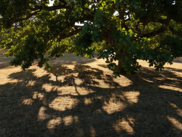 Broad leafy canopy of an oak tree spreading deep shadows across dry turf